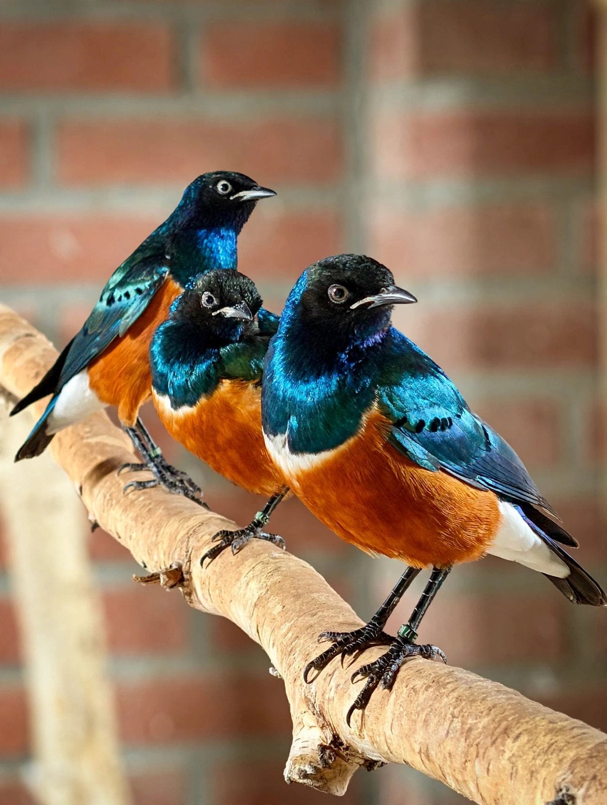 Driekleur glansspreeuwen 1-2, Dieren en Toebehoren, Meerdere dieren, Tropenvogel, Geringd
