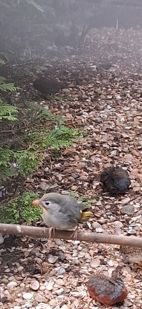 nachtegaal man, Dieren en Toebehoren, Mannelijk, Tropenvogel