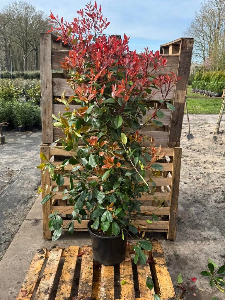 Potgekweekte glansmispel 150-175 cm, Tuin en Terras, Planten | Struiken en Hagen, Ophalen of Verzenden, Overige soorten, 100 tot 250 cm
