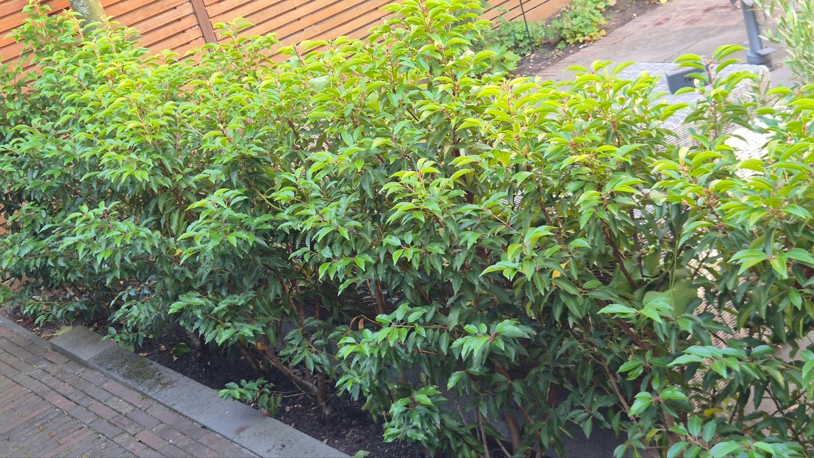 7 Portugese Laurier struiken van 1.20m hoog, Vaste plant, Halfschaduw, Lente, Ophalen