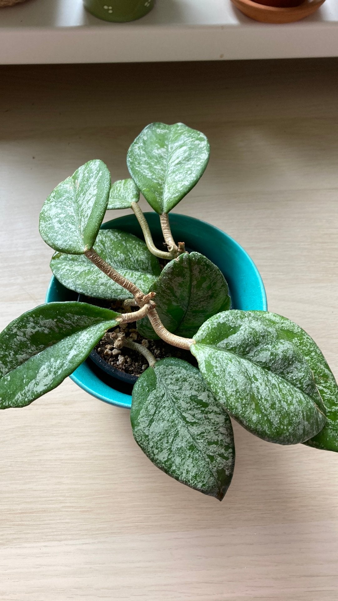 Hoya Carnosa Freckells, Huis en Inrichting, Kamerplanten, Ophalen of Verzenden, Halfschaduw, Minder dan 100 cm