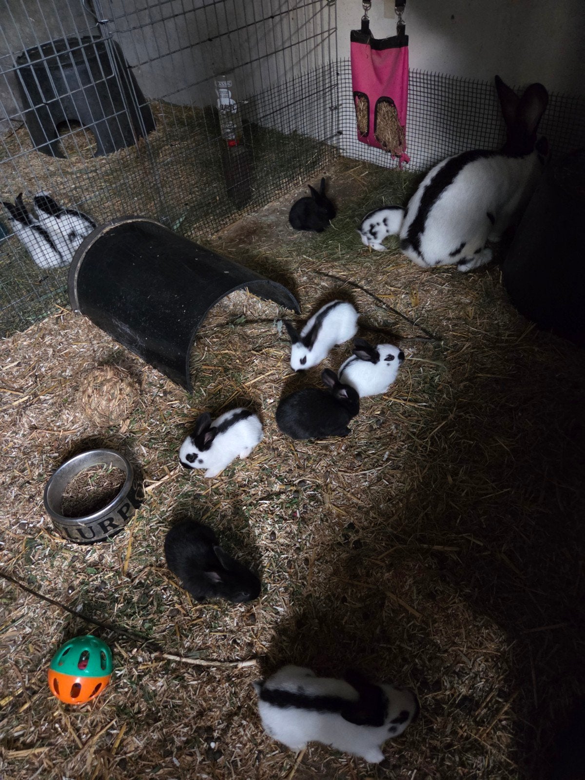 Grote lotharinger, Dieren en Toebehoren, Geslacht onbekend, Groot, 0 tot 2 jaar
