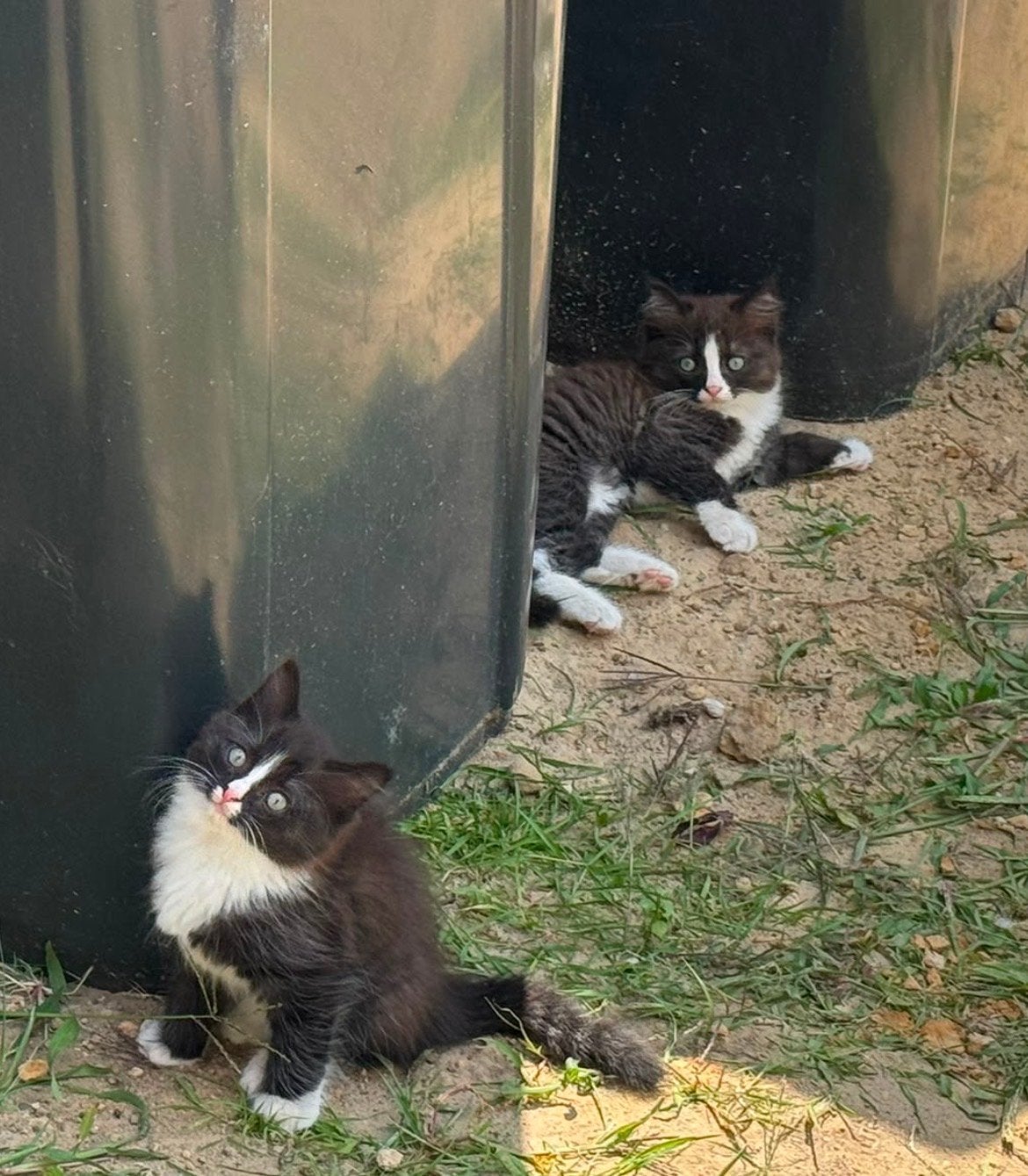 Ragdoll kitten, Dieren en Toebehoren, Katten en Kittens | Overige Katten, Meerdere dieren, Langharig, 0 tot 2 jaar