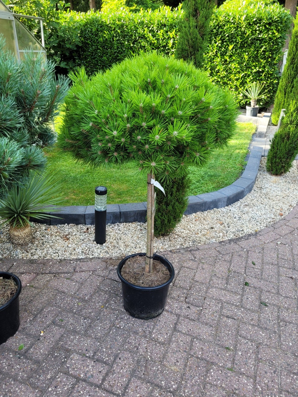 Pinus densiflora 'Low Glow' op stam - Grote boom, Tuin en Terras, Planten | Bomen, Ophalen