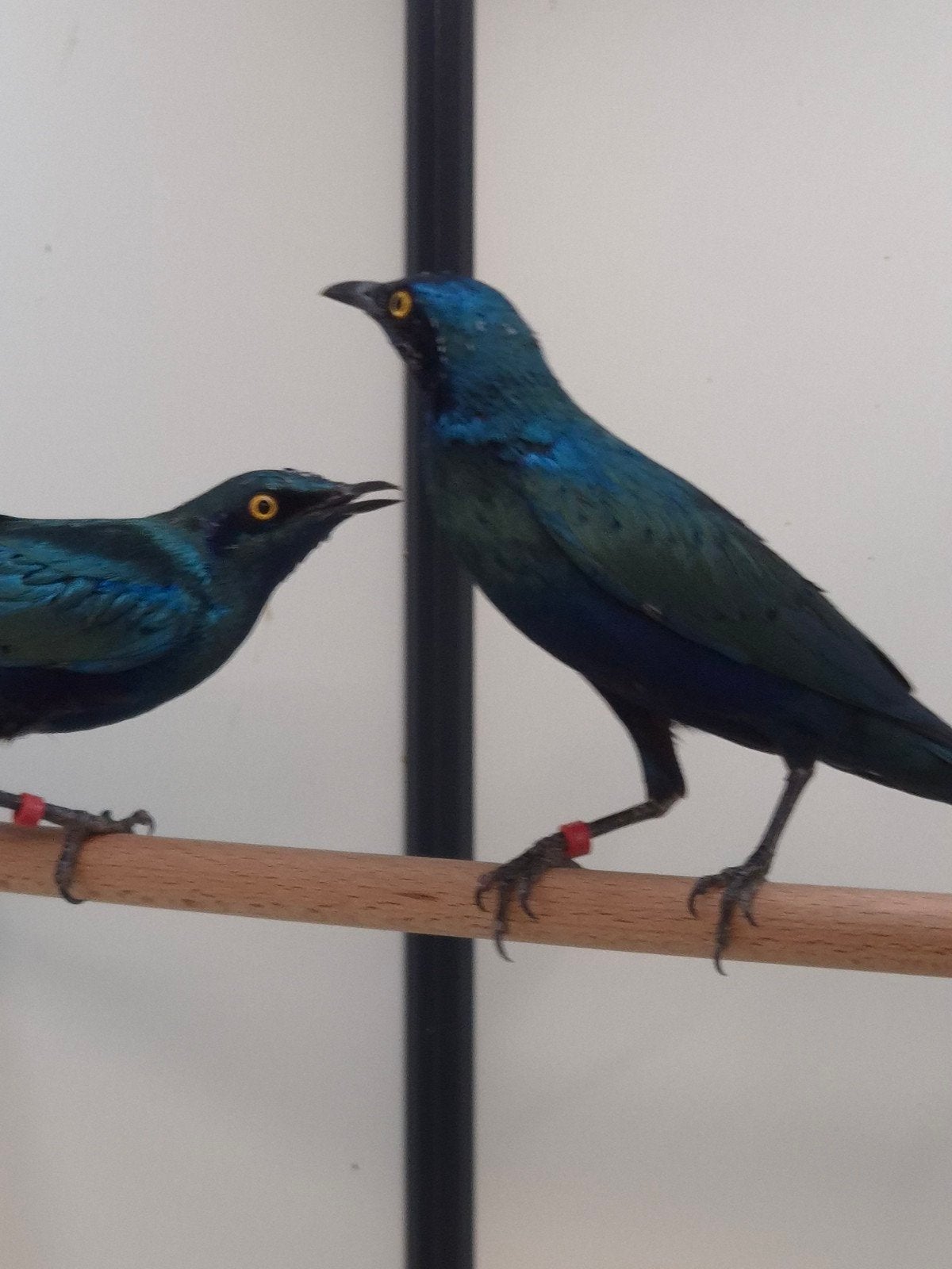 1-1 Blauwoor glansspreeuwen met dna, Dieren en Toebehoren, Meerdere dieren, Tropenvogel, Geringd