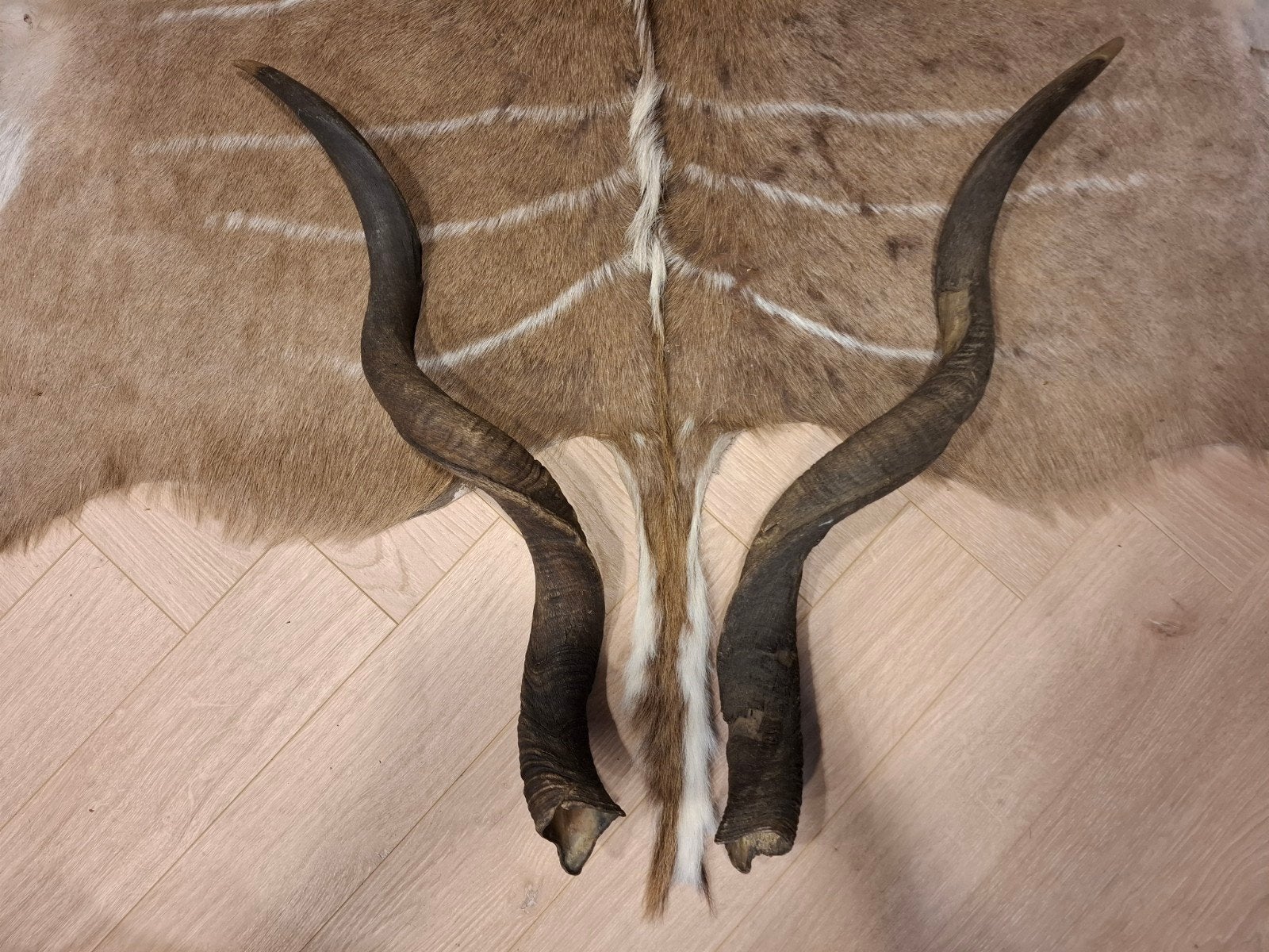 Kudu hoors per set of per stuk, Verzenden