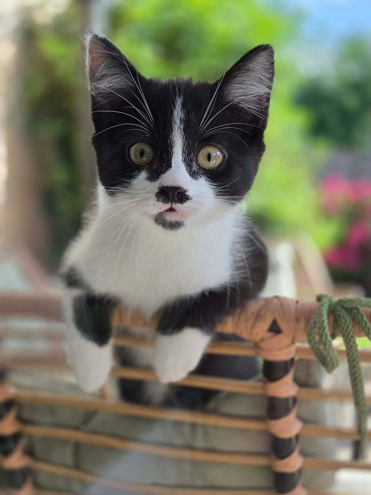 2 moie katten op zoek naar thuis, Dieren en Toebehoren, Katten en Kittens | Overige Katten, Poes, Kortharig, 0 tot 2 jaar