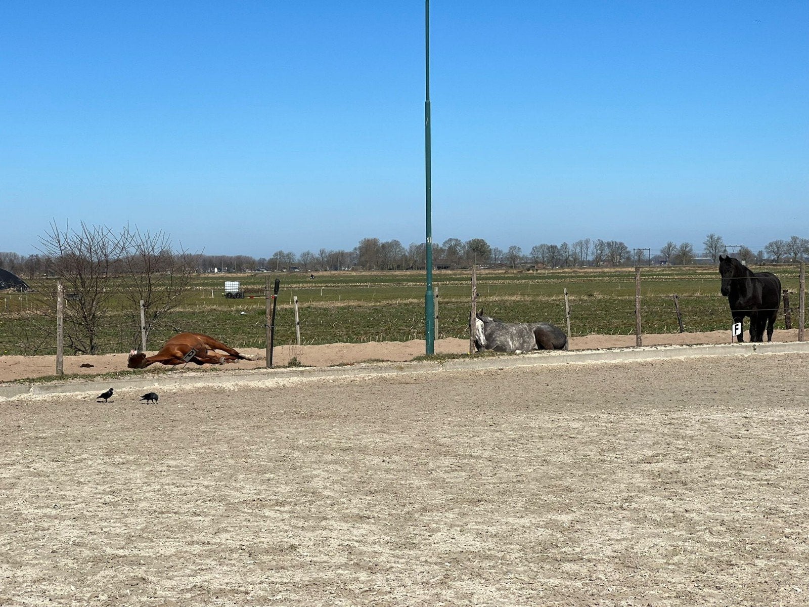 Pension stal in Soest, 2 of 3 paarden of pony's