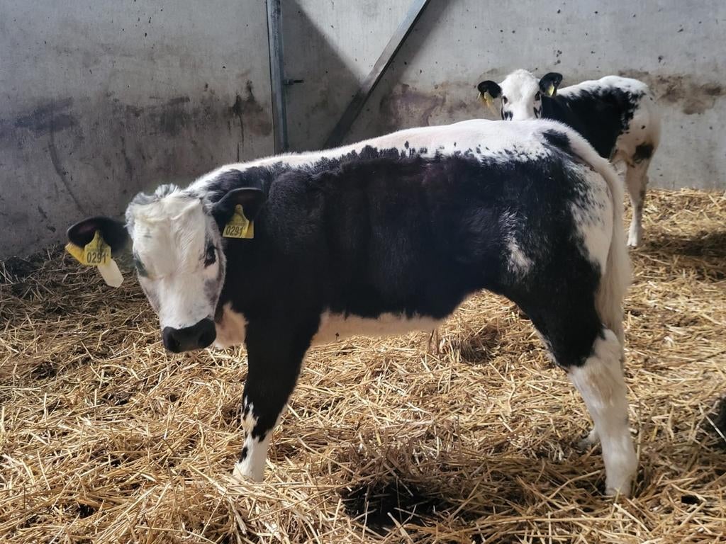 Mooi dikbil stierkalf, Dieren en Toebehoren, Runderen, Mannelijk