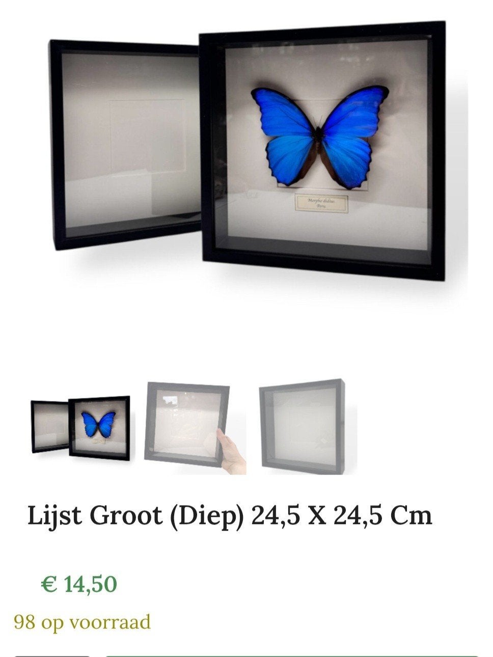 NIEUWE LEGE LIJSTEN! Voor opgezette Insecten en Vlinders, Verzamelen, Dierenverzamelingen, Ophalen of Verzenden, Nieuw, Opgezet dier