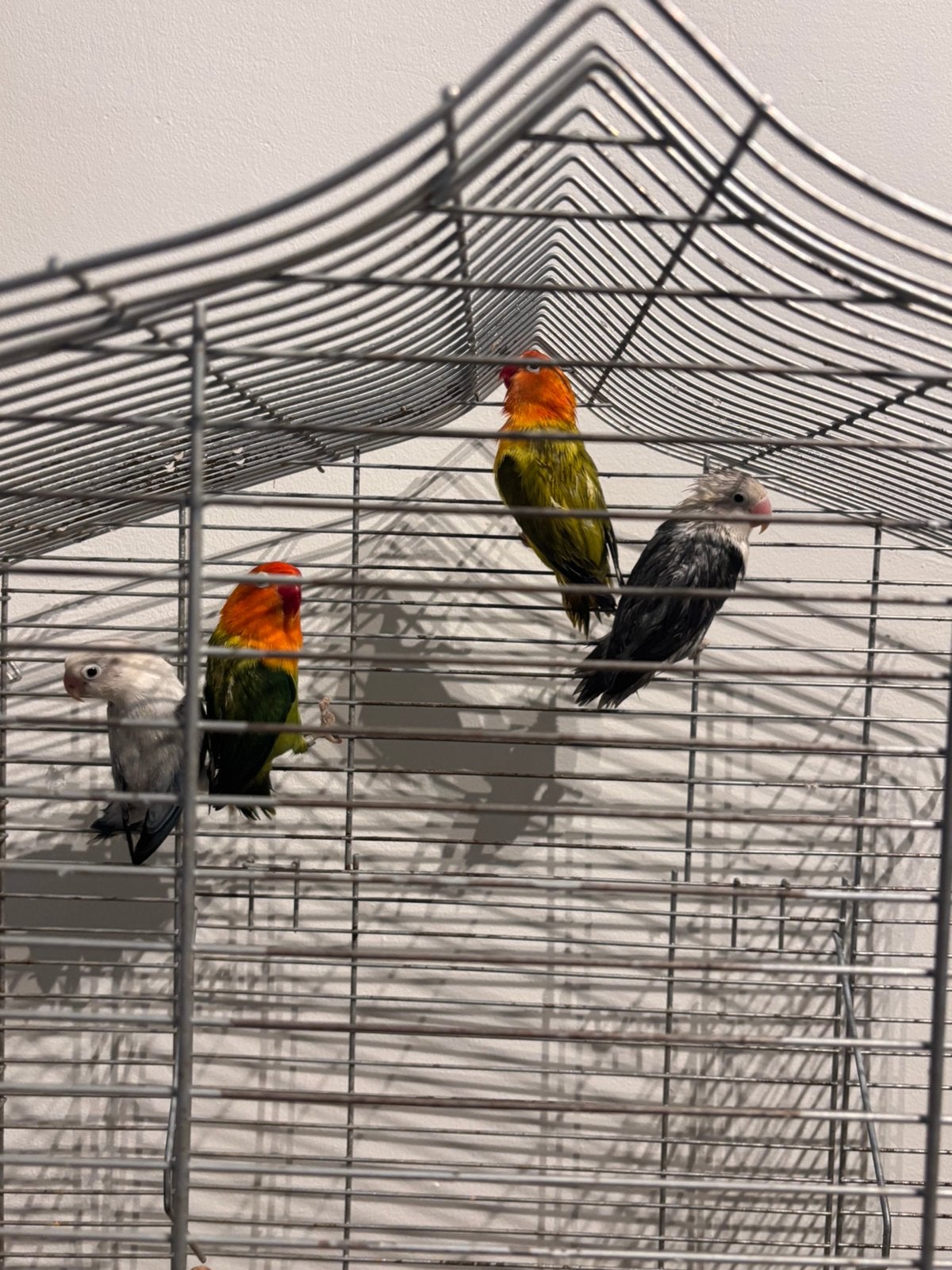 4 agapornis Fischerie, Geslacht onbekend, Dwergpapegaai of Agapornis
