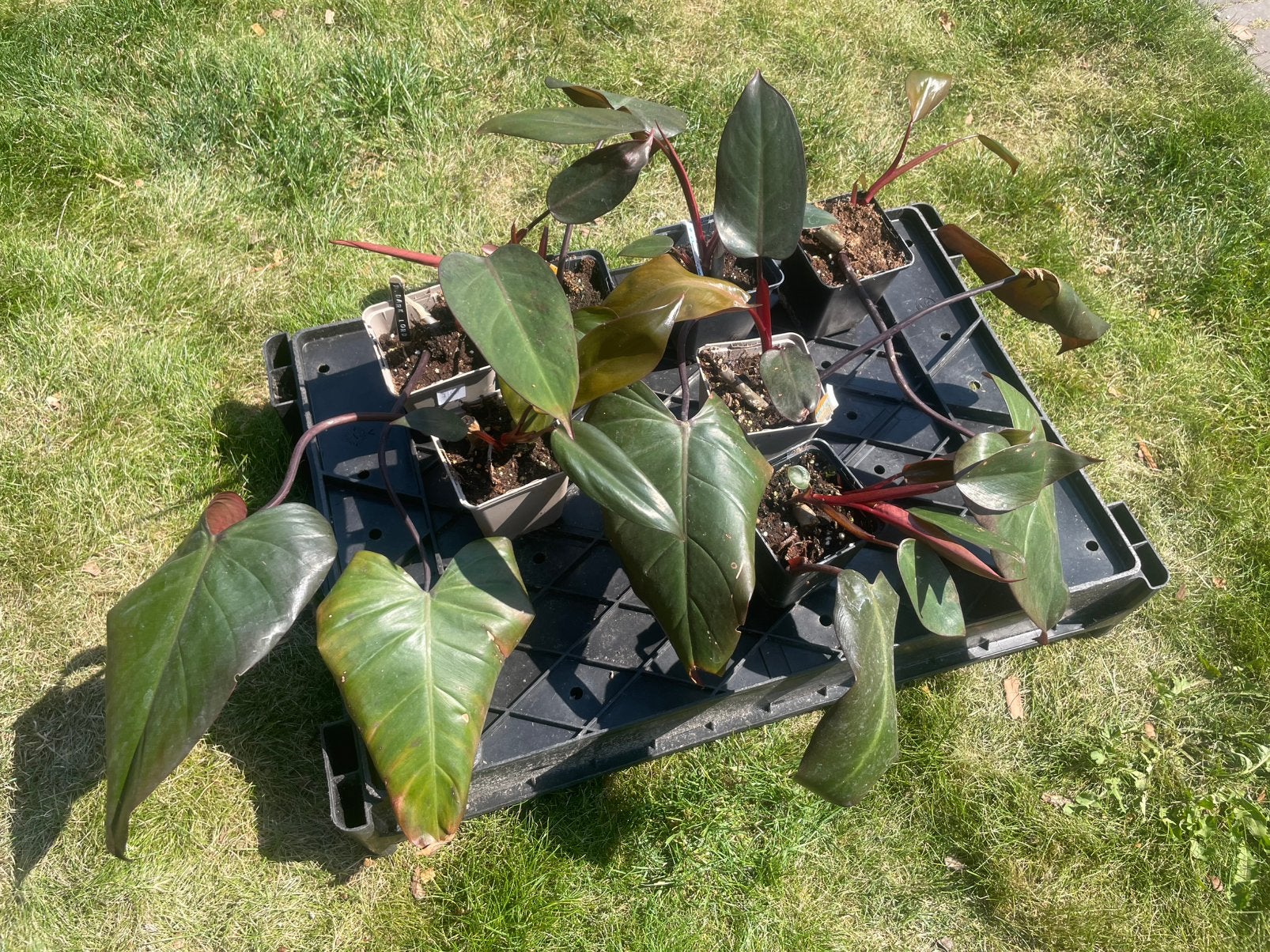 Philodendron Dark Lord, Huis en Inrichting, Kamerplanten, Ophalen, Halfschaduw, Minder dan 100 cm