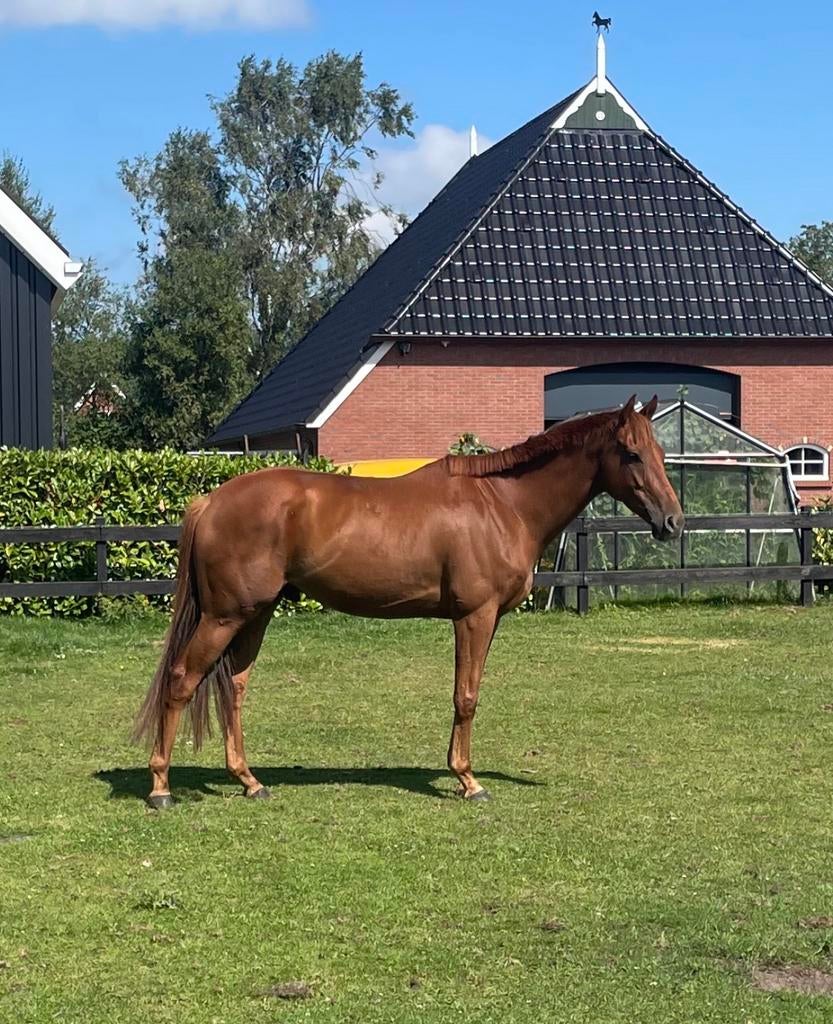 Allround ruin 7jr – lief & betrouwbaar, Dieren en Toebehoren, Paarden, Gechipt, Ruin, Dressuurpaard, L
