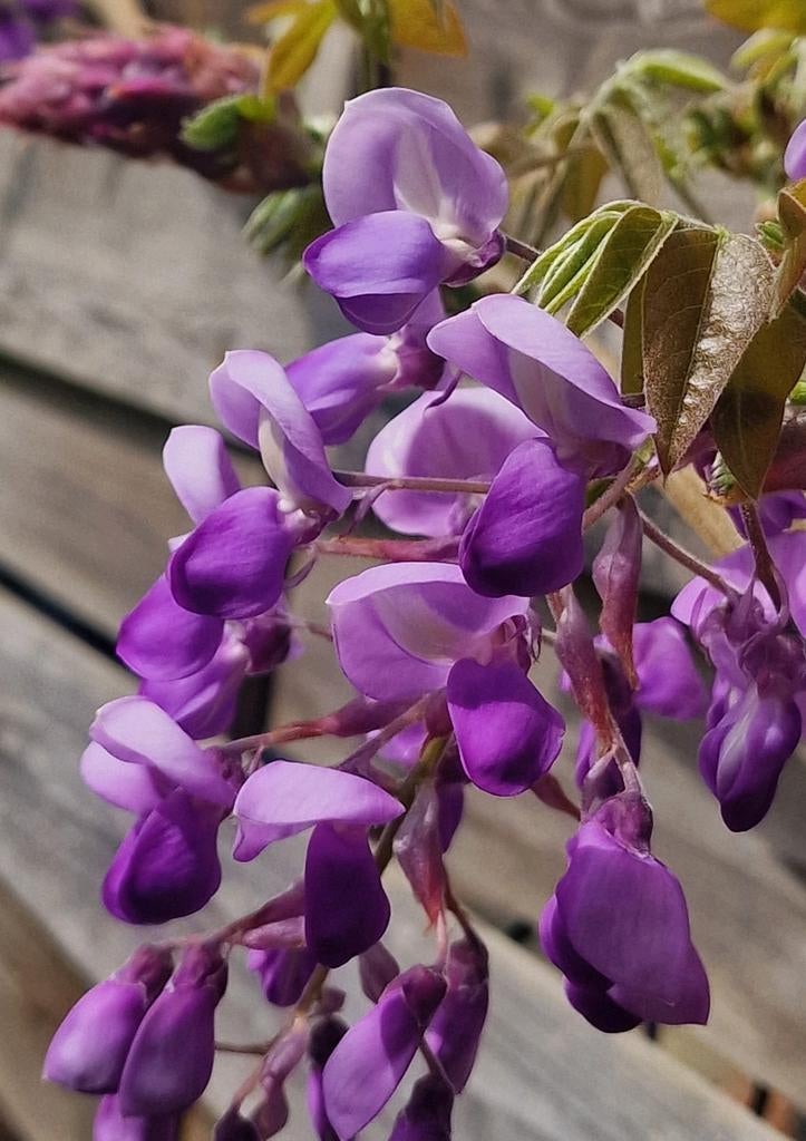 Nieuw BLAUWE REGEN in pot ca. 2 meter hoog Wisteria roze wit, Ophalen of Verzenden, Vaste plant, Klimplanten