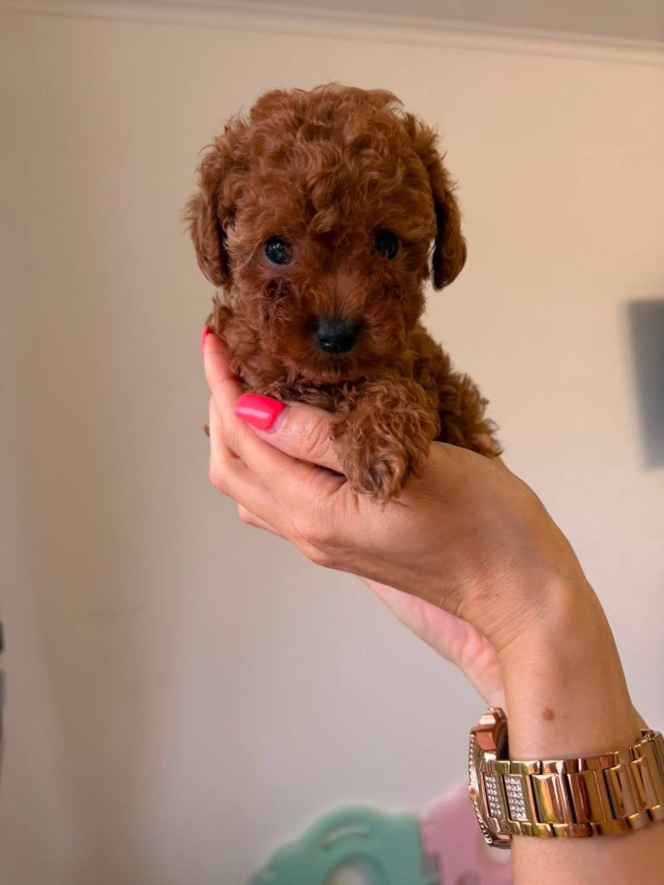 Toy poedel reutje abrikoos rode kleur, 8 tot 15 weken, Parvo, Eén hond, Nederland