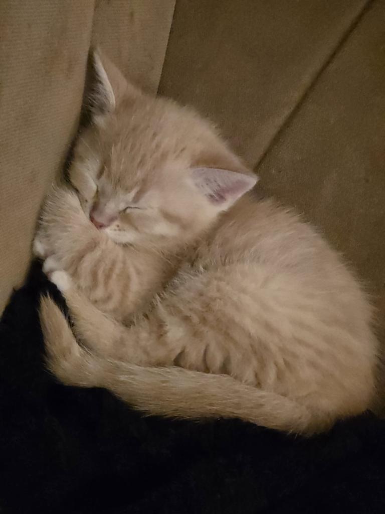 2 europese korthaar poes en kater kitten, Meerdere dieren