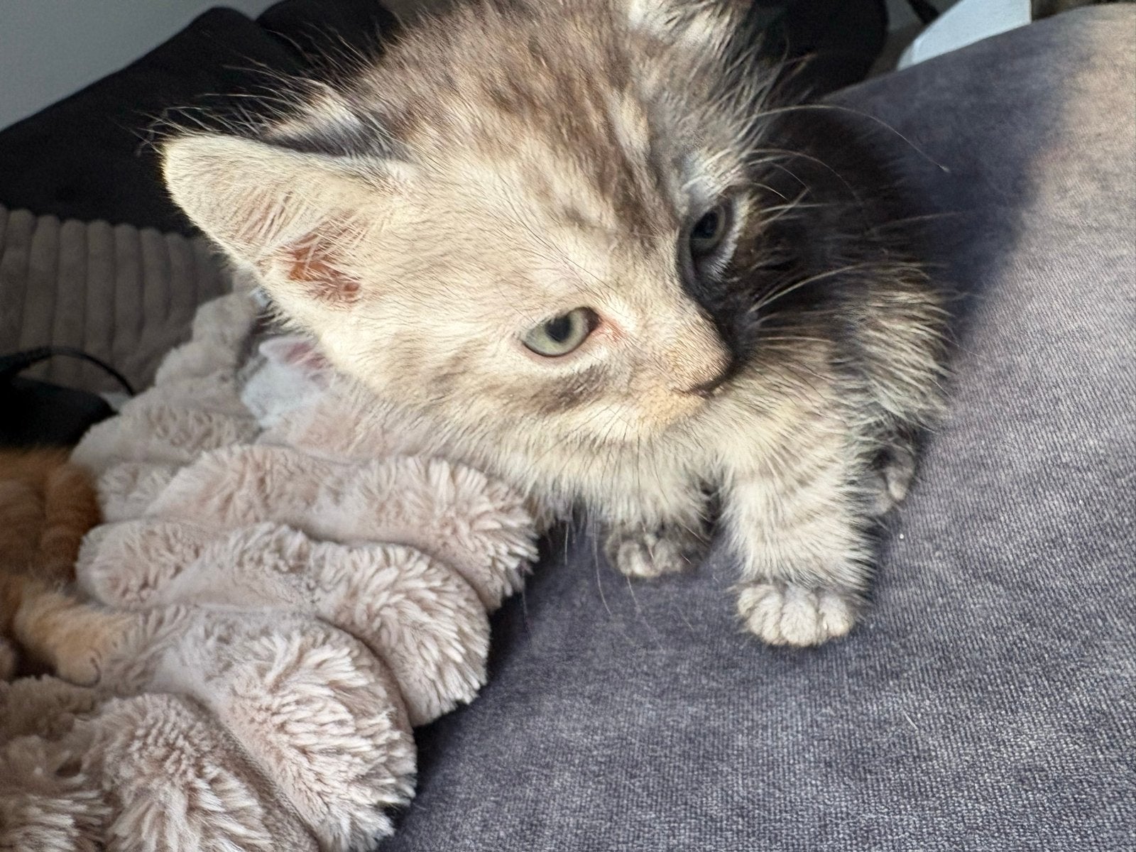 Kittens 8 weken oud!