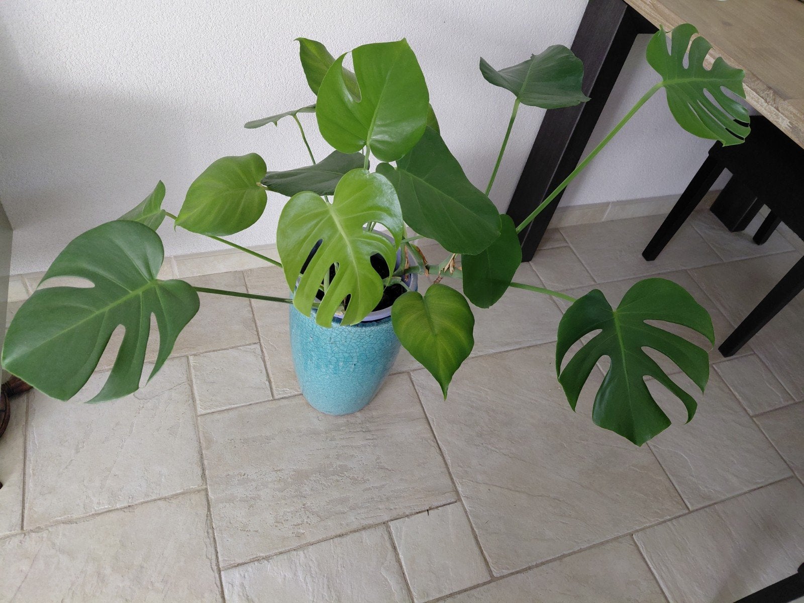 Monstera Deliciosa 80 breed 55 hoog, Huis en Inrichting, Kamerplanten, Ophalen, Halfschaduw, Minder dan 100 cm