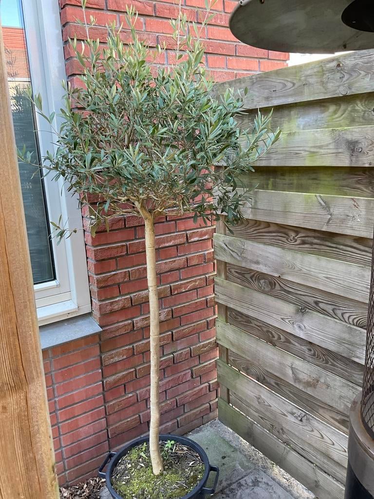 Twee mooie olijfbomen te koop in Groningen, Ophalen, Overige soorten, Volle zon