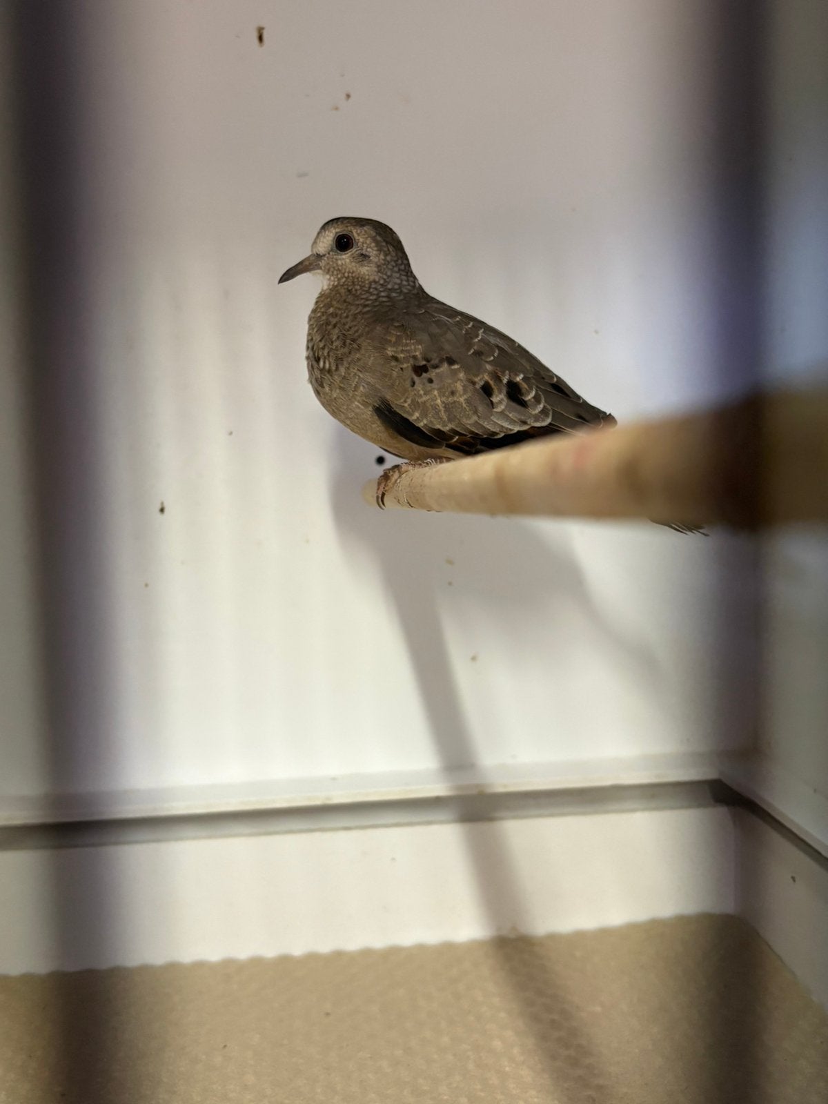 Musduif 2026 duivin, Dieren en Toebehoren, Vrouwelijk
