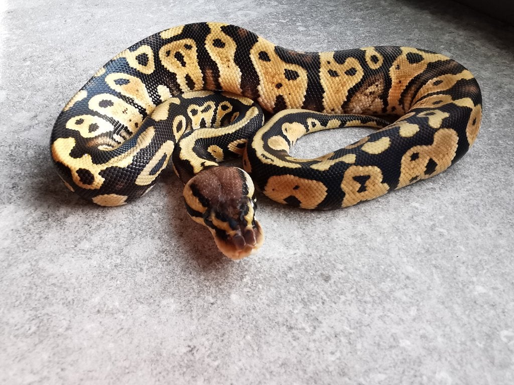 0.1 Pastel (het Clown) Koningspython, Dieren en Toebehoren, Slang, Tam, 0 tot 2 jaar