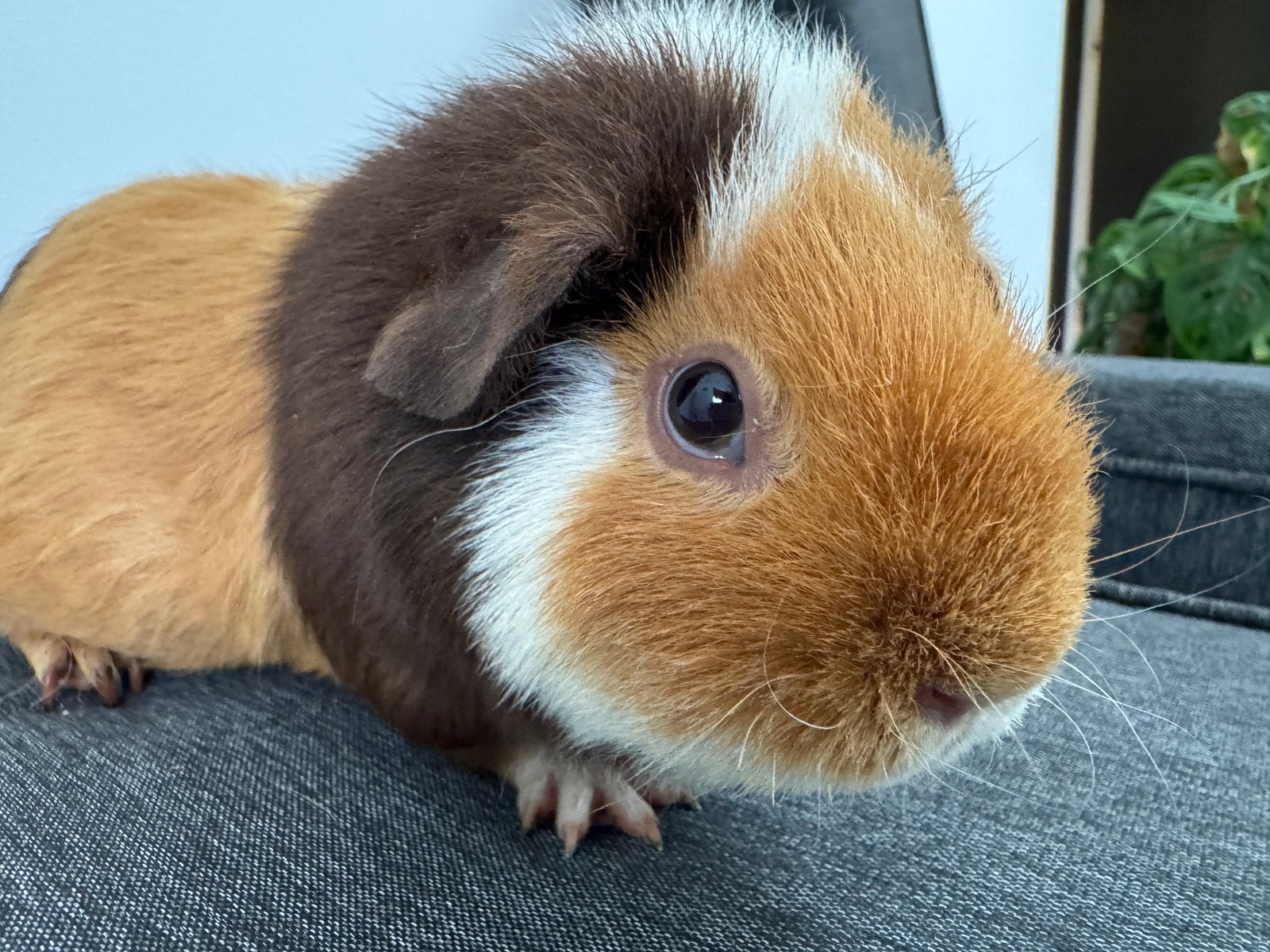 Prachtig zeugje Twix, Dieren en Toebehoren, Knaagdieren, Augustus, Vrouwelijk, Cavia