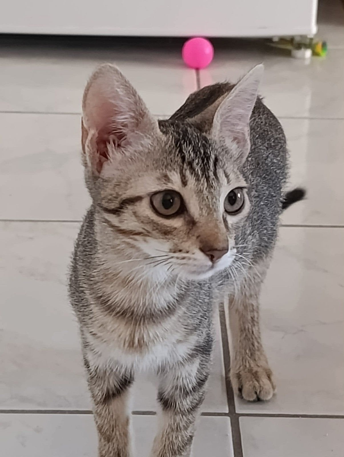 Helen zoekt haar forever home!, Poes, Gechipt, 0 tot 2 jaar