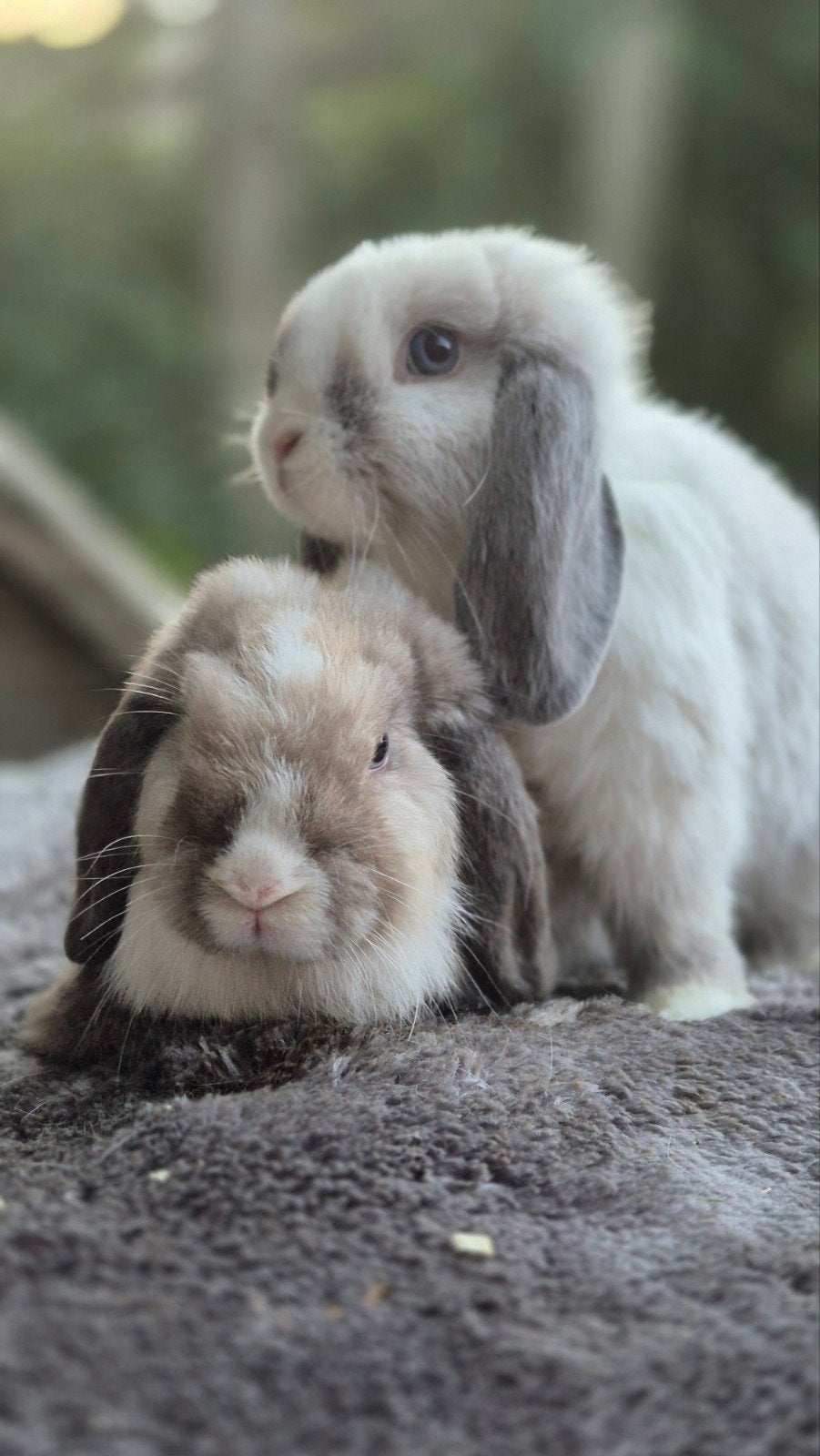 Heel lief minilop koppeltje, Meerdere dieren, Dwerg