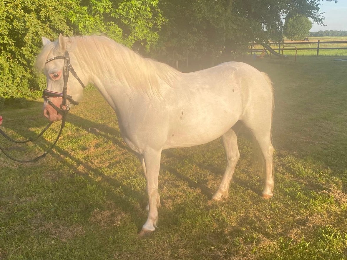 Welsh a stermerrie, Dieren en Toebehoren, Pony's, Merrie, B pony (1.17m tot 1.27m), Met stamboom, 7 tot 10 jaar