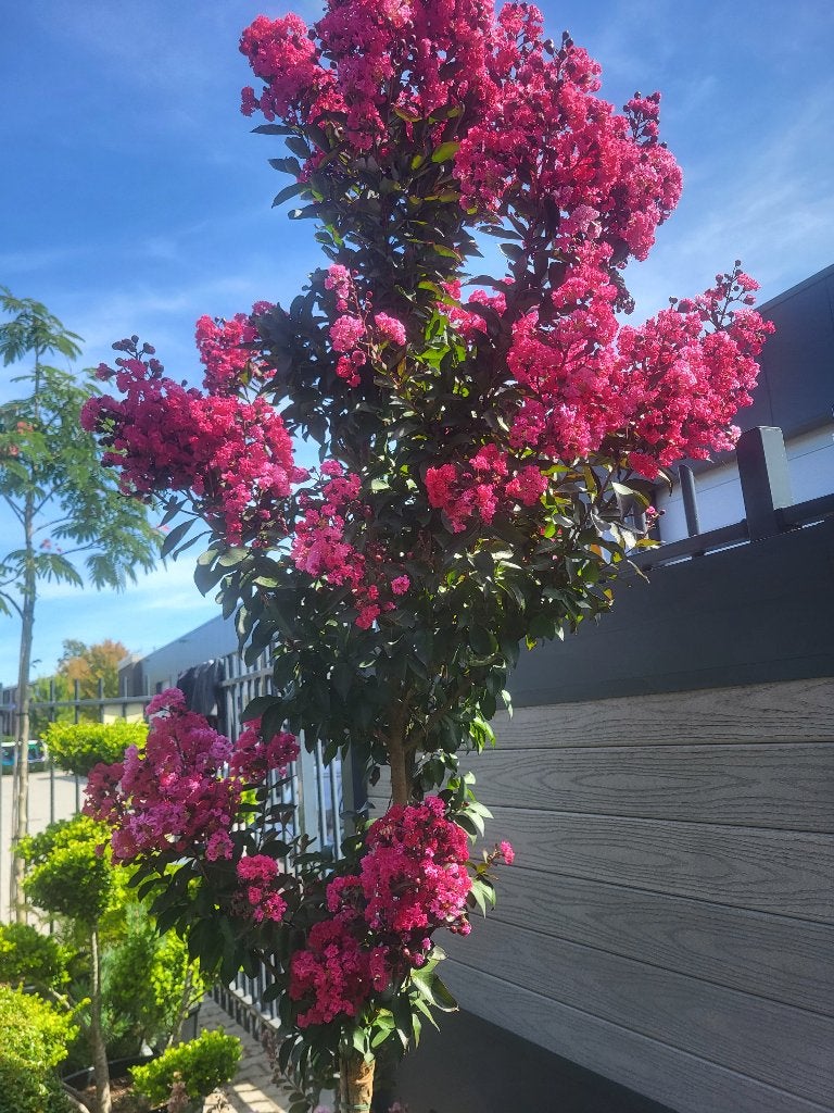 Lagerstroemia indica "Double Dynamite", Tuin en Terras, Planten | Bomen, Ophalen of Verzenden, 100 tot 250 cm, Zomer, Volle zon