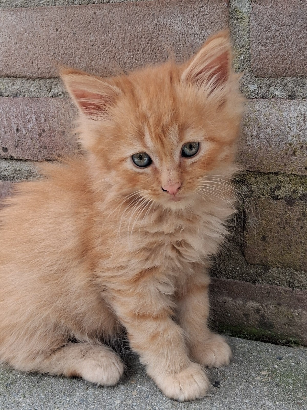 Maine coon katertje, Kater, Met stamboom