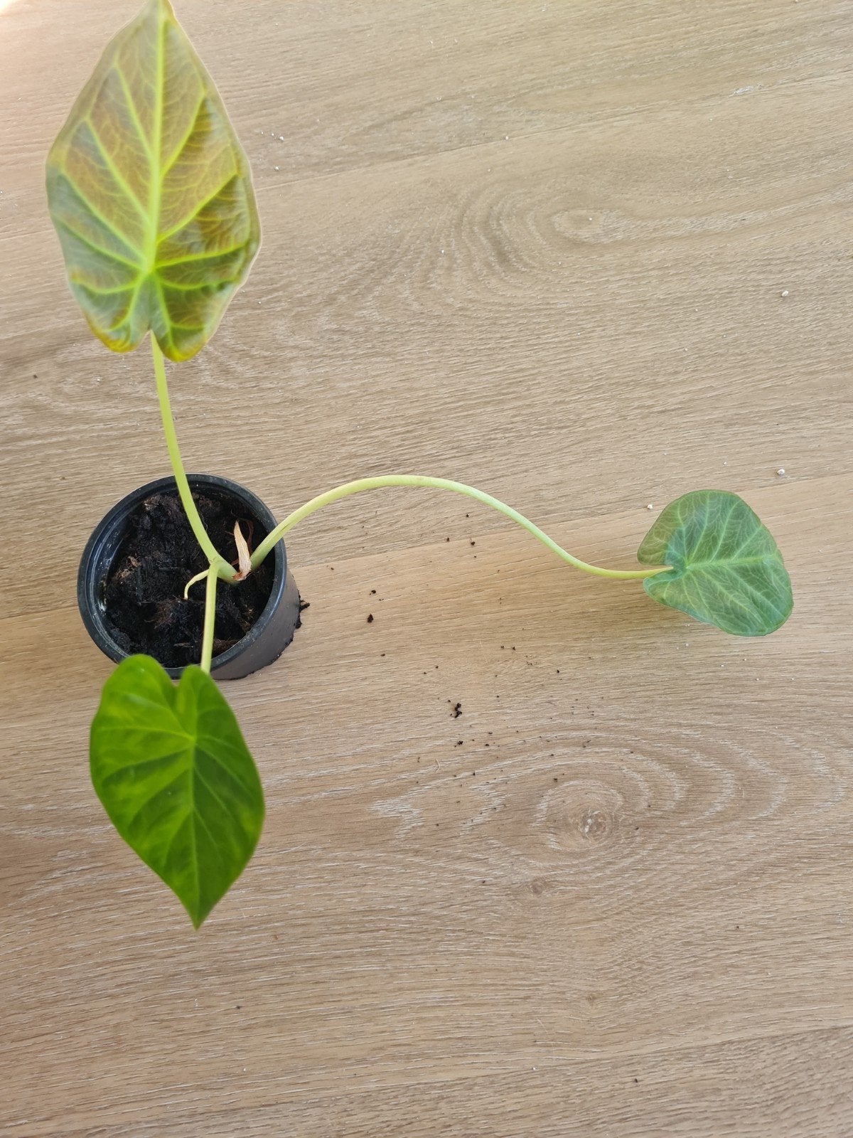 Meerdere alocasia plantjes (oa regal shield, polly), Huis en Inrichting, Ophalen of Verzenden, Minder dan 100 cm