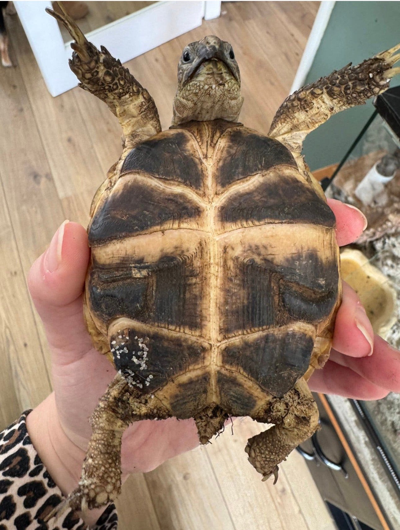 Russische landschildpadden Tortoise photo 7