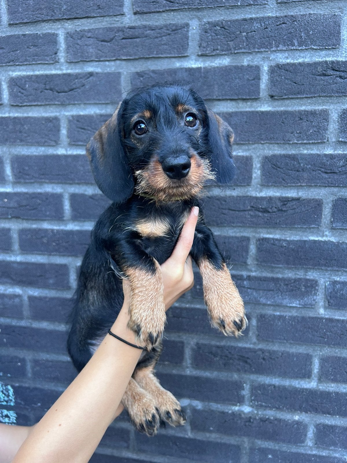 Ruwharige teckel pup, Dieren en Toebehoren, Parvo, Reu, 8 tot 15 weken, Dwerg