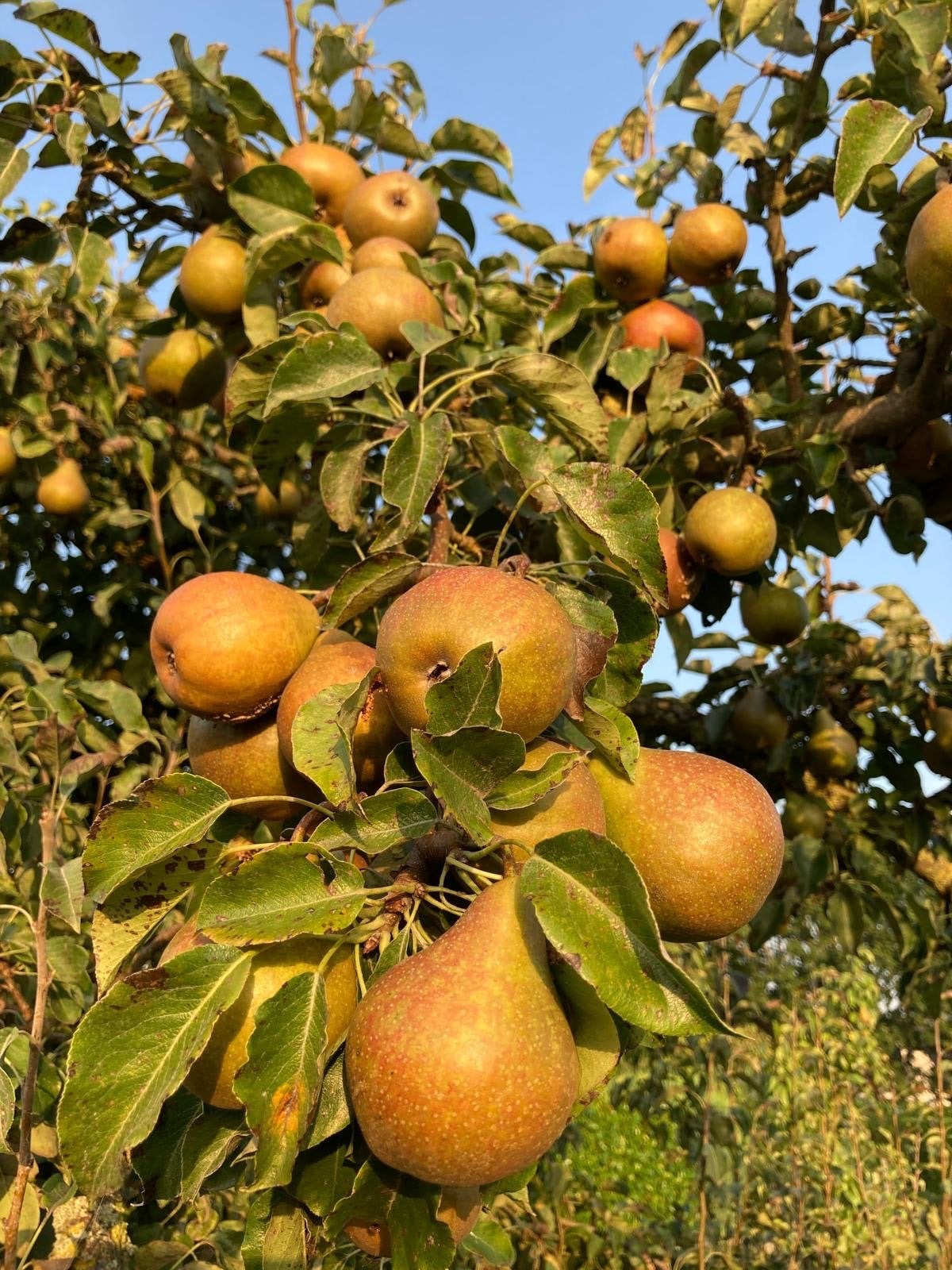 Verse Gieser Wildeman stoofperen - €1,- per kilo, Ophalen