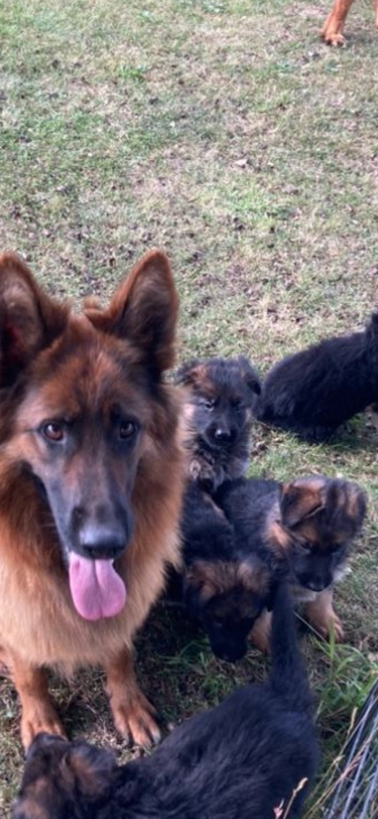Prachtige langharige Duitse herder puppy’s met rechter rug., Reu, 8 tot 15 weken, Meerdere, CDV (hondenziekte)