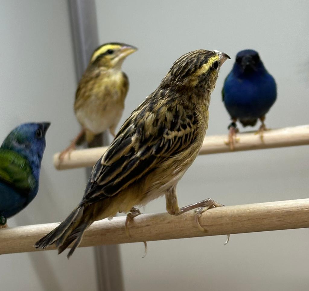 Napoleon wevers, Dieren en Toebehoren, Vogels | Overige Vogels, Vrouwelijk