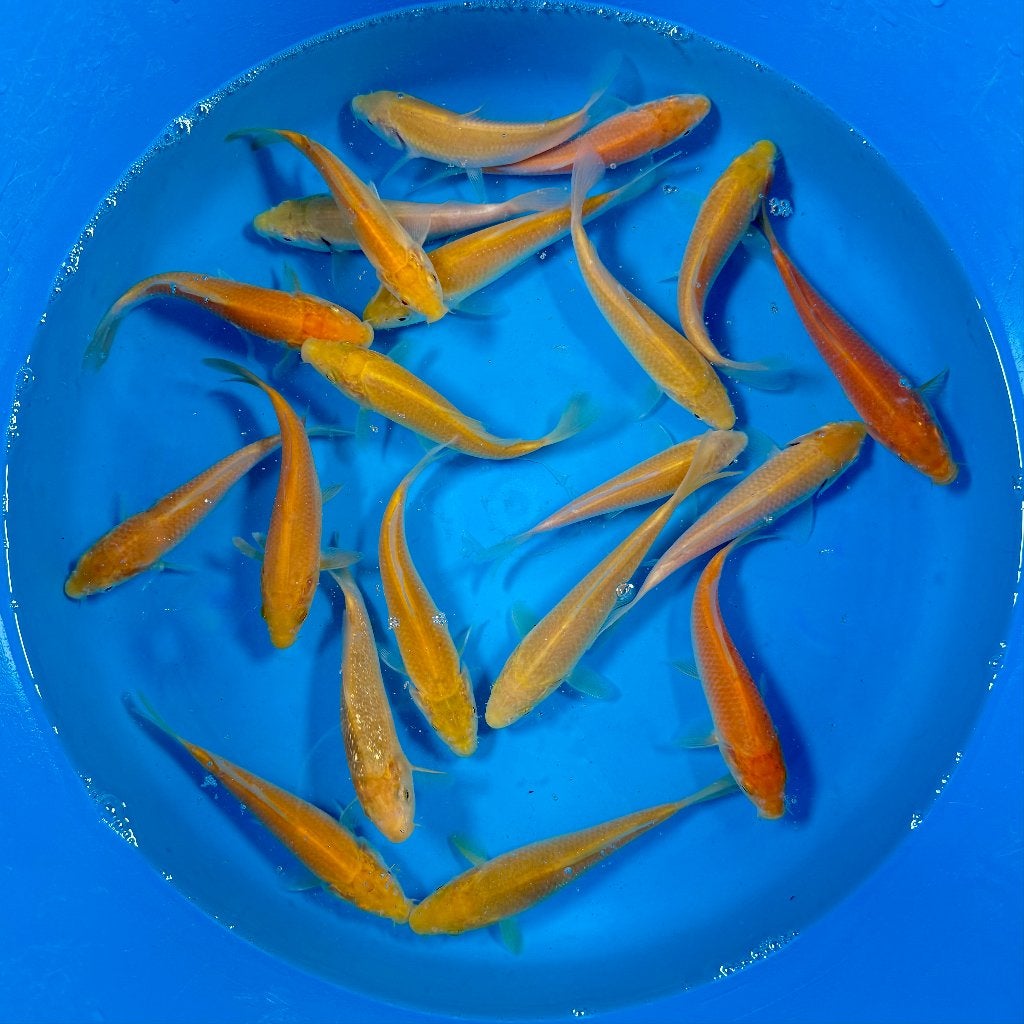 Yagenji Karashigoi Mix | Tosai 12–15 cm, Dieren en Toebehoren, Vissen | Vijvervissen, Karper of Koi