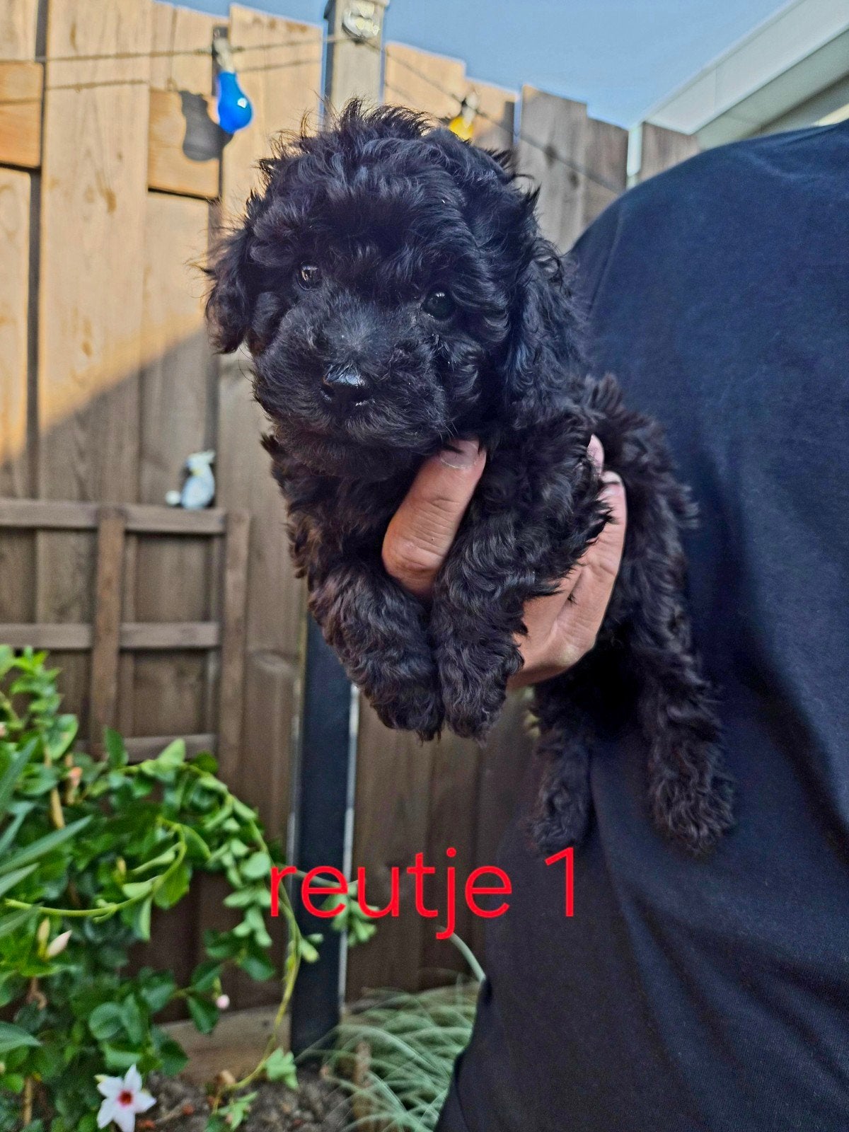 Toypoedel x kleine Dwergpoedel pups, Poedel, 8 tot 15 weken, Meerdere, Meerdere dieren