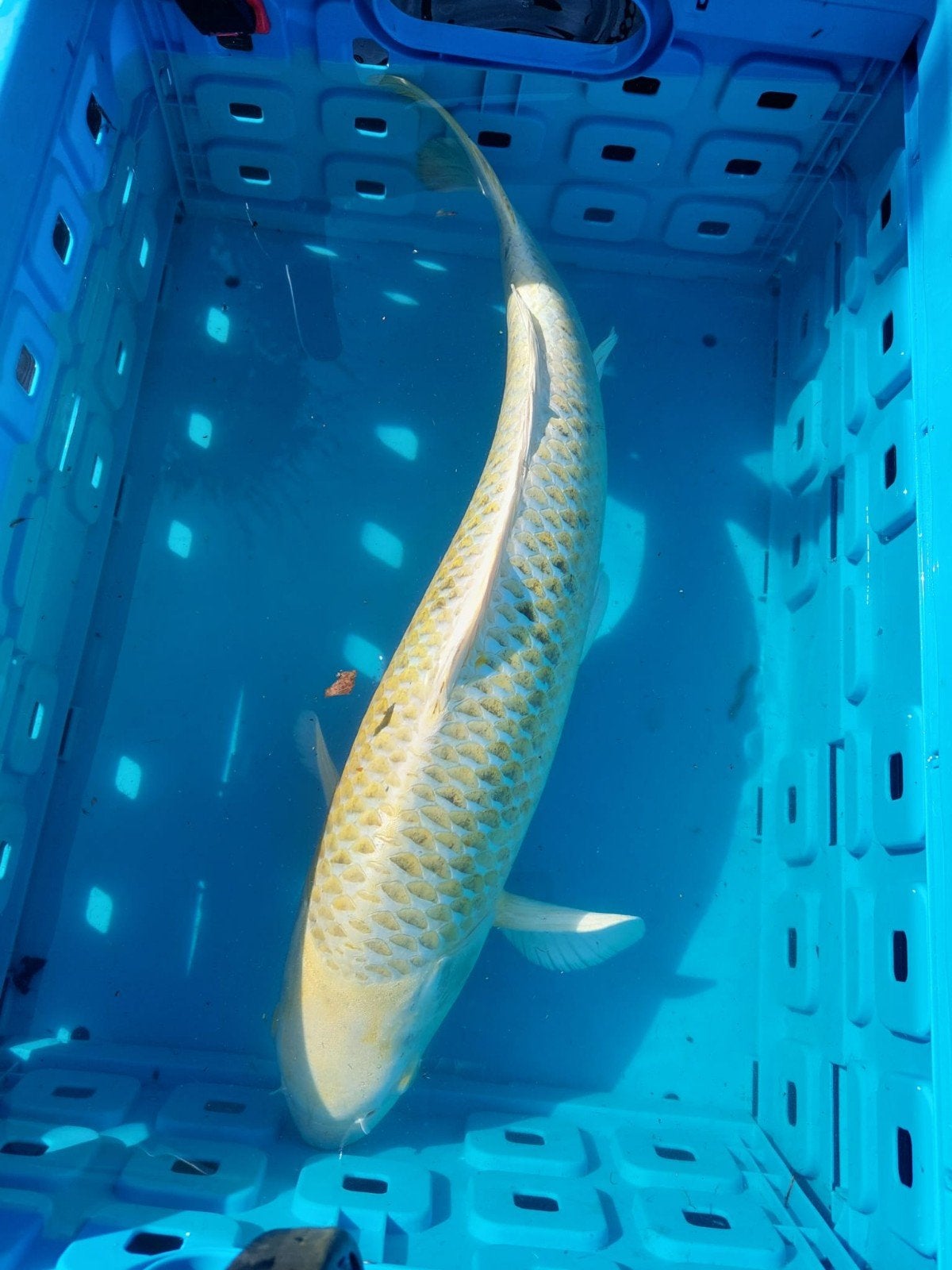 Japanse koi karper