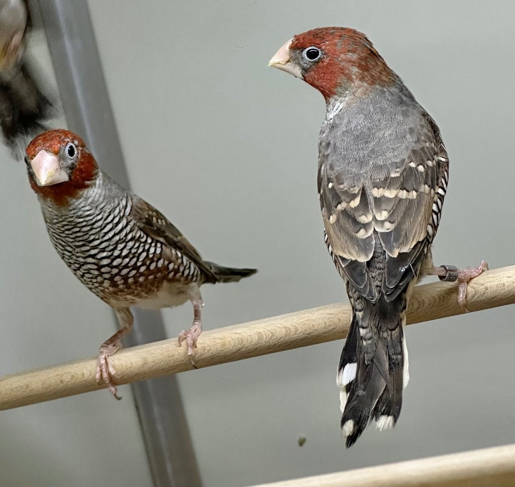 Roodkop amadine, Dieren en Toebehoren, Meerdere dieren