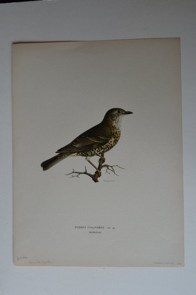 LIJSTER ORIGINELE VOGEL LITHO "TURDUD VISCIVORUS" 1929 VH2, Antiek en Kunst, Kunst | Etsen en Gravures, Origineel, Ophalen of Verzenden