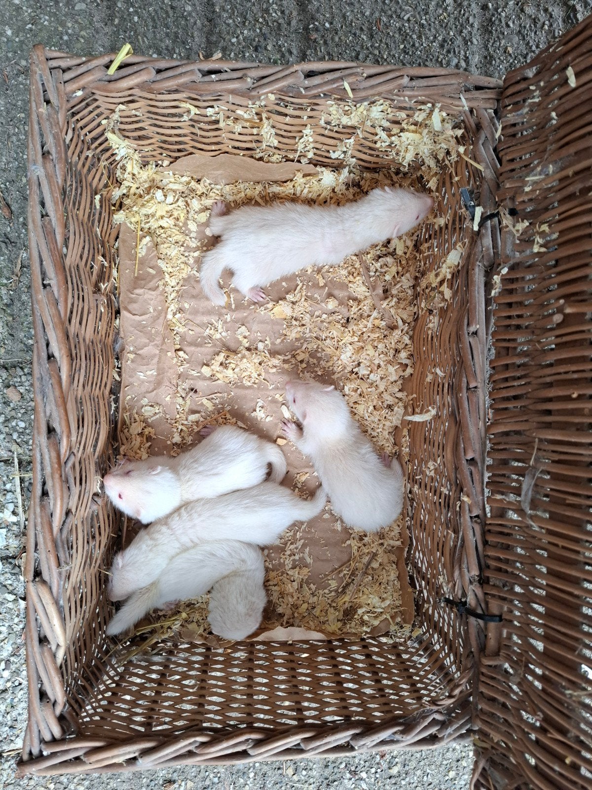 Jonge fretjes handtamme, Dieren en Toebehoren, April, Meerdere dieren