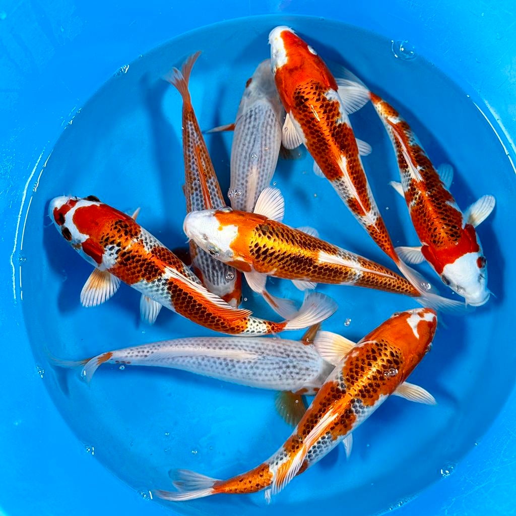 HQ Kujaku Young Nisai 28-32cm Wada Japanse koi, Dieren en Toebehoren, Vissen | Vijvervissen, Karper of Koi