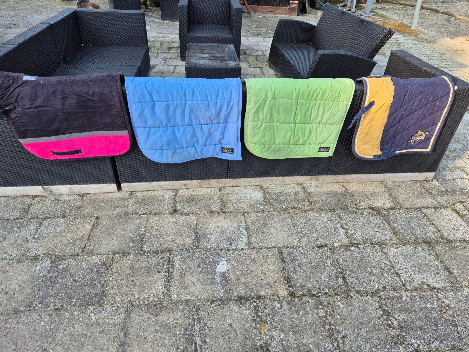 dressuur sjabrakken full Anky, Dieren en Toebehoren, Ophalen of Verzenden, Dressuur
