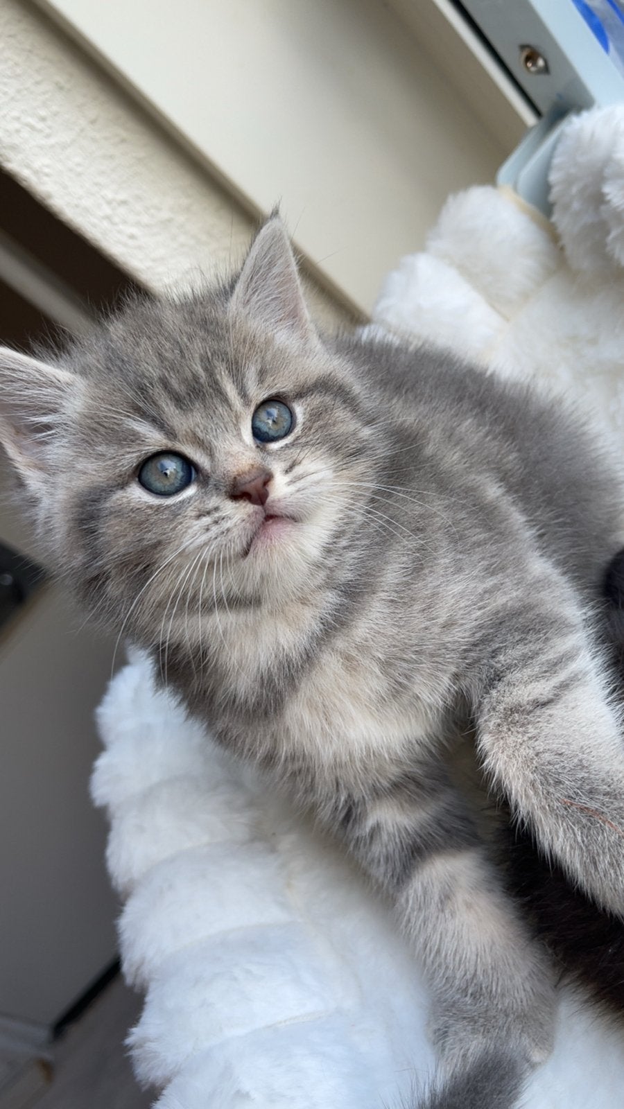 Britse Korthaar kittens, Meerdere dieren, Kortharig, 0 tot 2 jaar
