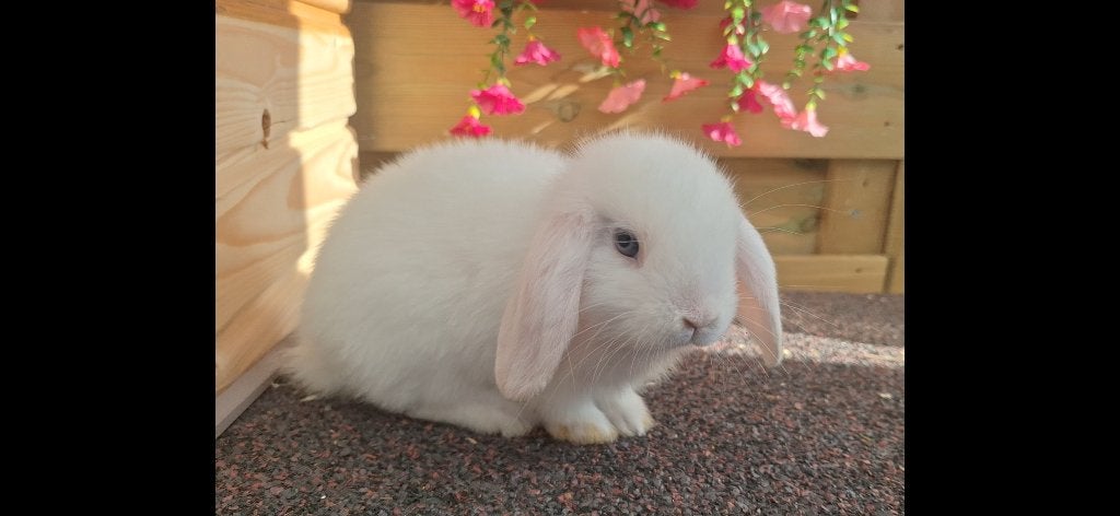 super lief en verlegen rammetje zoekt een forever home, Mannelijk, Dwerg, Hangoor, 0 tot 2 jaar