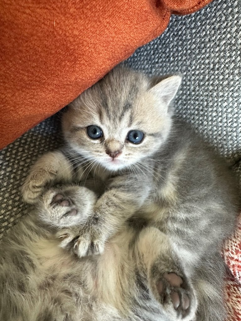 Kittens Pers x Brits, Meerdere dieren, Ingeënt, 0 tot 2 jaar