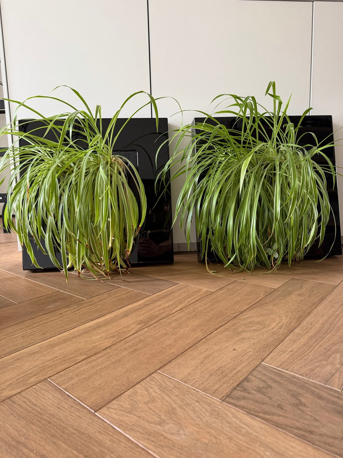LivePicture GO Bamboo zwart, levend planten schilderij (2x), Ophalen