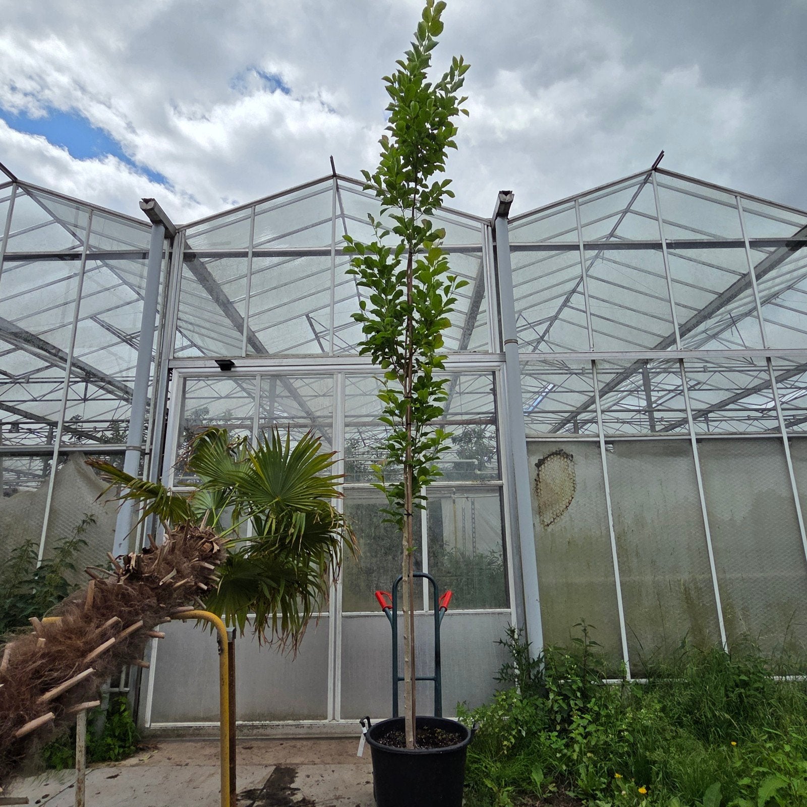 Magnolia Kobus Isis 4.5 meter, Overige soorten, Lente, 250 tot 400 cm, Ophalen
